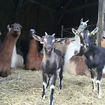 팜스테이 La Ferme Des Lamas Dordogne *