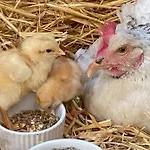 La Ferme Des Lamas Dordogne 팜스테이