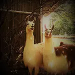팜스테이 La Ferme Des Lamas Dordogne