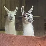 La Ferme Des Lamas Dordogne Séjour à la ferme Saint-Cyr-Les-Champagnes
