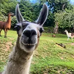 La Ferme Des Lamas Dordogne Séjour à la ferme