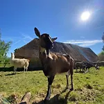 La Ferme Des Lamas Dordogne Séjour à la ferme Saint-Cyr-Les-Champagnes