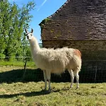 La Ferme Des Lamas Dordogne * Saint-Cyr-Les-Champagnes