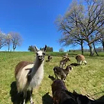 La Ferme Des Lamas Dordogne