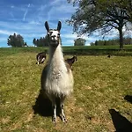 La Ferme Des Lamas Dordogne 팜스테이 *