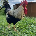 팜스테이 La Ferme Des Lamas Dordogne Saint-Cyr-Les-Champagnes