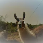La Ferme Des Lamas Dordogne