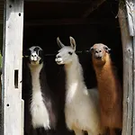 Séjour à la ferme La Ferme Des Lamas Dordogne *