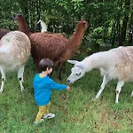 La Ferme Des Lamas Dordogne Saint-Cyr-Les-Champagnes