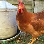 La Ferme Des Lamas Dordogne Séjour à la ferme