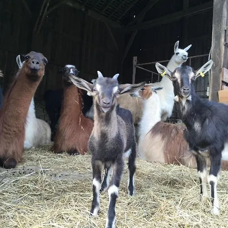 ファームステイ The Llama Farm France *