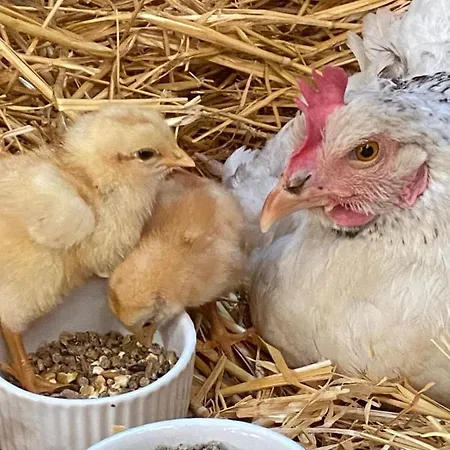 La Ferme Des Lamas Dordogne Campingplatz