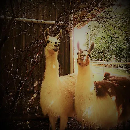 Séjour à la ferme Loire Valley Llama Farm