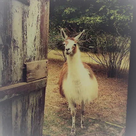 Loire Valley Llama Farm Séjour à la ferme