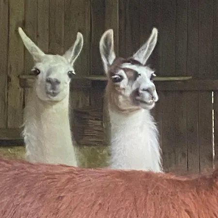 La Ferme Des Lamas Dordogne Campingplatz Saint-Cyr-Les-Champagnes