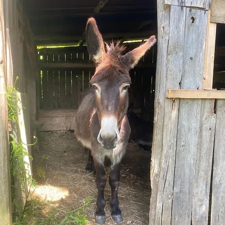 La Ferme Des Lamas Dordogne