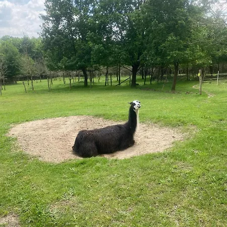 Séjour à la ferme Loire Valley Llama Farm