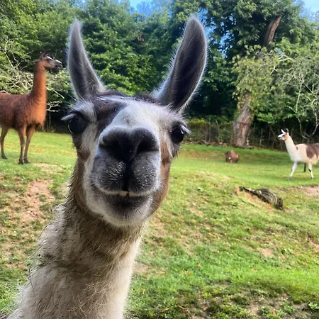 La Ferme Des Lamas Dordogne Campingplatz