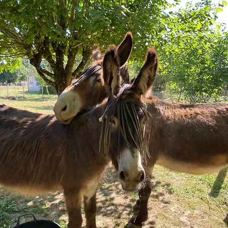 La Ferme Des Lamas Dordogne Saint-Cyr-Les-Champagnes