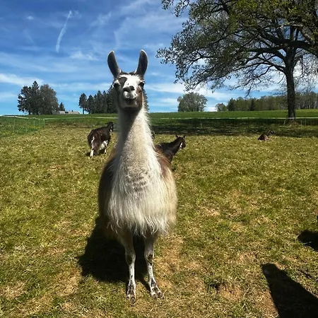 The Llama Farm France Gospodarstwo agroturystyczne *