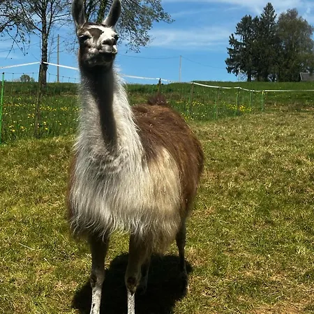 La Ferme Des Lamas Dordogne