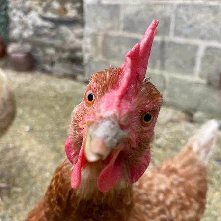 La Ferme Des Lamas Dordogne Séjour à la ferme