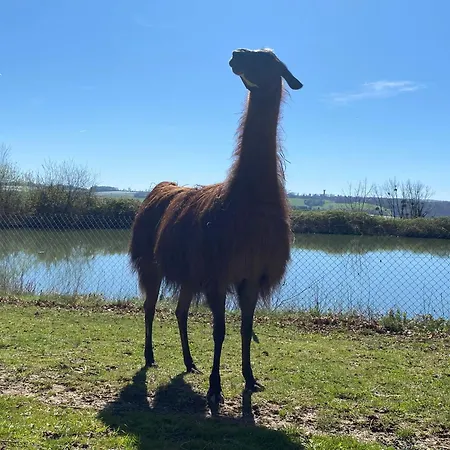 팜스테이 La Ferme Des Lamas Dordogne