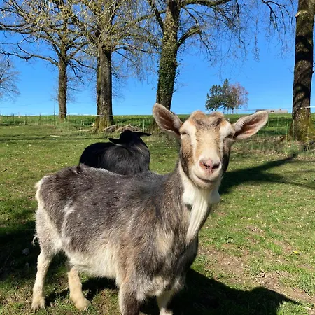 La Ferme Des Lamas Dordogne Séjour à la ferme Saint-Cyr-Les-Champagnes