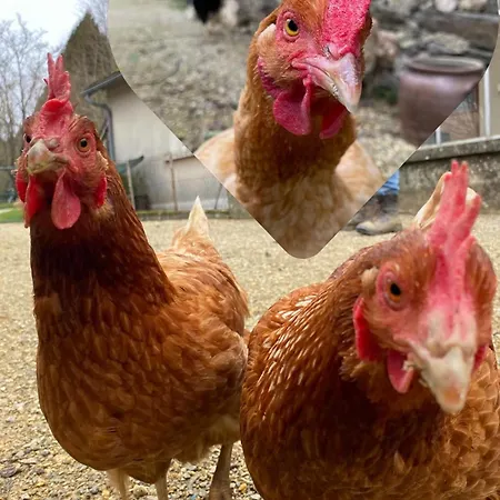 La Ferme Des Lamas Dordogne *