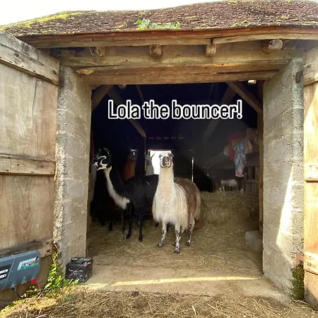 La Ferme Des Lamas Dordogne Saint-Cyr-Les-Champagnes