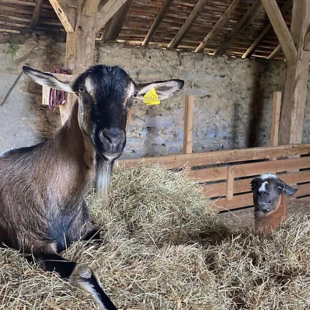 La Ferme Des Lamas Dordogne Campingplatz Saint-Cyr-Les-Champagnes