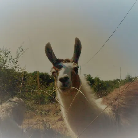La Ferme Des Lamas Dordogne