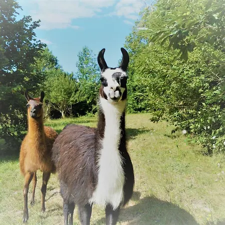 La Ferme Des Lamas Dordogne Campingplatz 5*