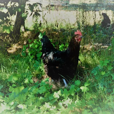 Séjour à la ferme Loire Valley Llama Farm *