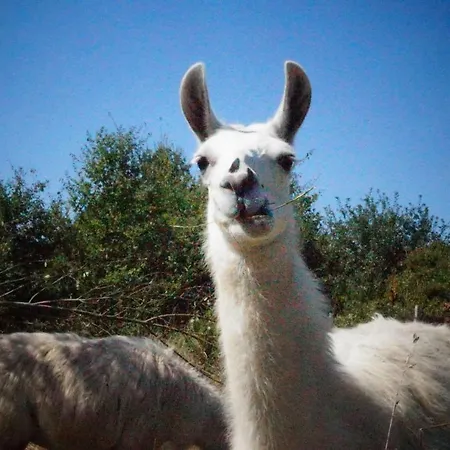 Séjour à la ferme Loire Valley Llama Farm