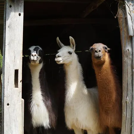 Séjour à la ferme Loire Valley Llama Farm *