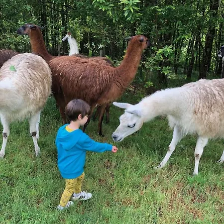 La Ferme Des Lamas Dordogne Saint-Cyr-Les-Champagnes