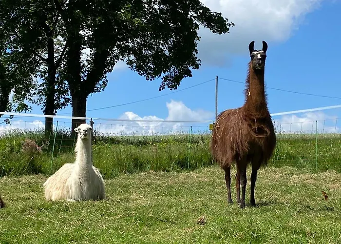 La Ferme Des Lamas Dordogne *
